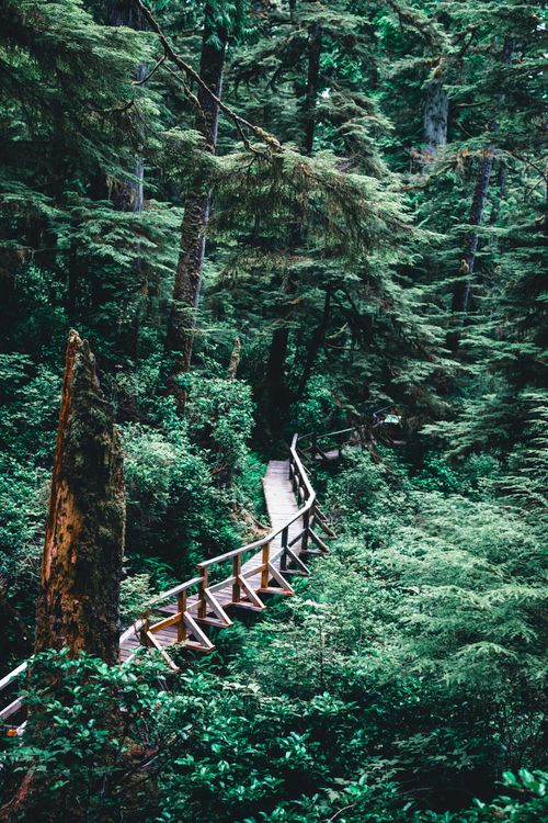 Free Explore the tranquil beauty of a boardwalk winding through Tofino's lush forest. Stock Photo