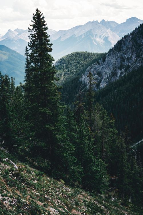 Free Dramatic view of forest and mountains in Banff National Park, showcasing natural beauty. Stock Photo