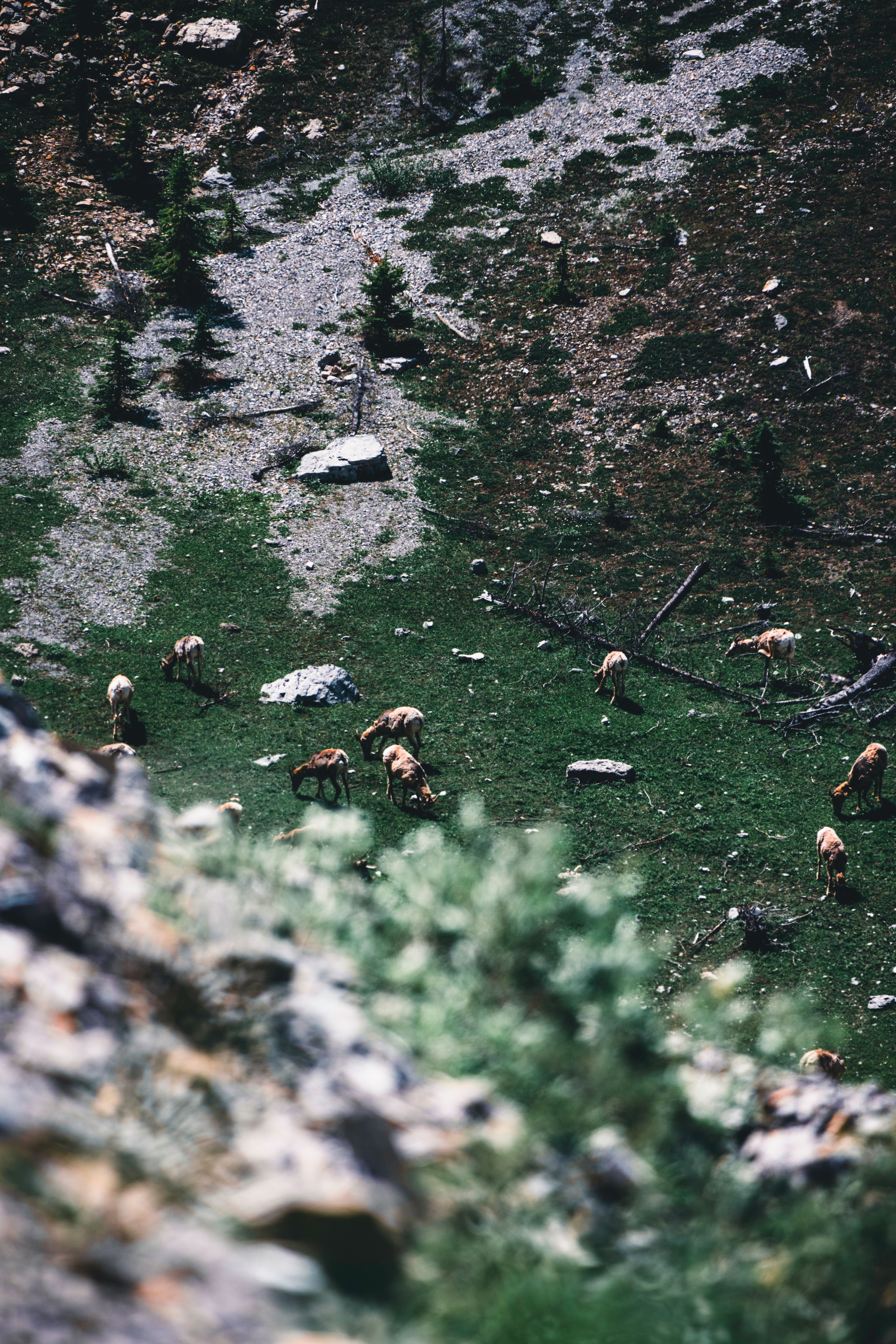 Grazing elk in the lush green landscape of Banff National Park, Canada.