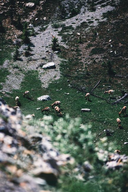 Grazing elk in the lush green landscape of Banff National Park, Canada.