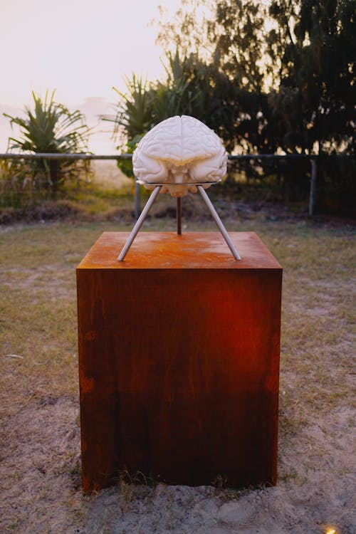 Sculpture of Brain on Rusty Base · Free Stock Photo