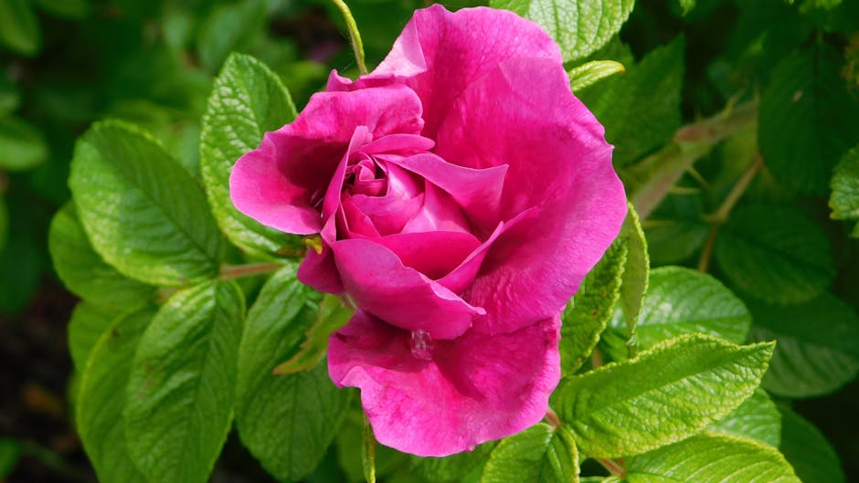 EDMONTON SOUTH CENTRAL EAST