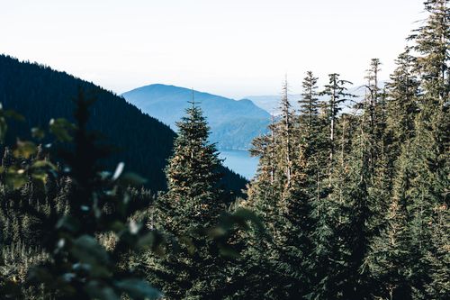 Free A breathtaking view of evergreen trees and distant mountains in Vancouver, showcasing lush natural beauty. Stock Photo