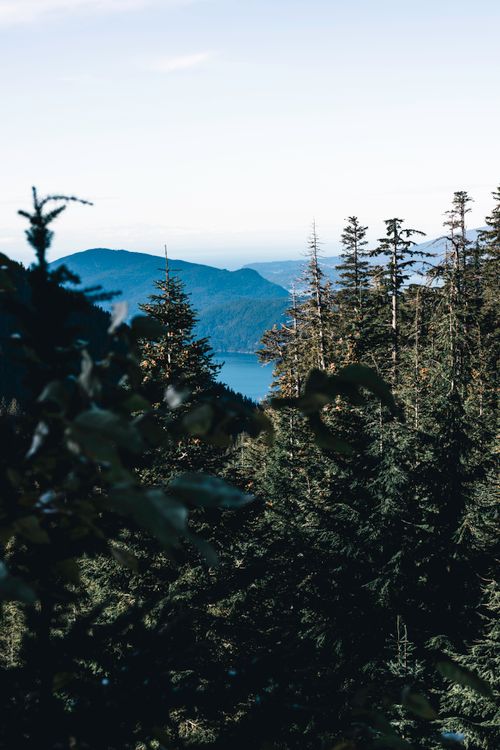 Free Serene forest landscape in Vancouver with mountains and trees under clear sky. Stock Photo