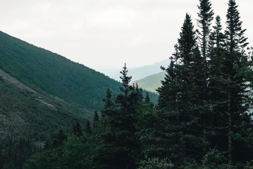 Free Peaceful forest and mountain scene in Gaspé, QC, Canada, perfect for nature enthusiasts. Stock Photo