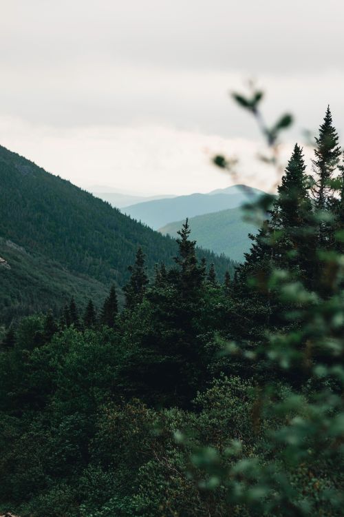 Free Tranquil landscape of coniferous forest and mountains in Gaspé, Quebec, Canada. Stock Photo