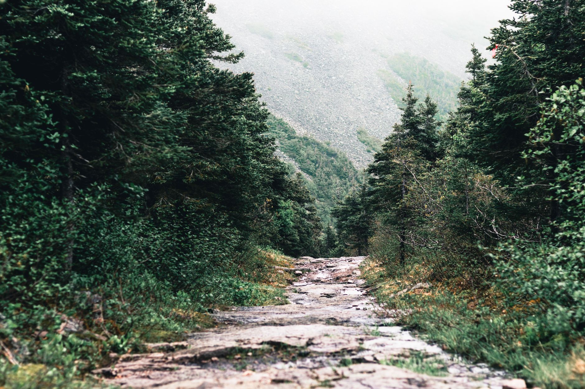 Sentier de trail en forêt au Québec — parcours idéal pour un premier ultramarathon