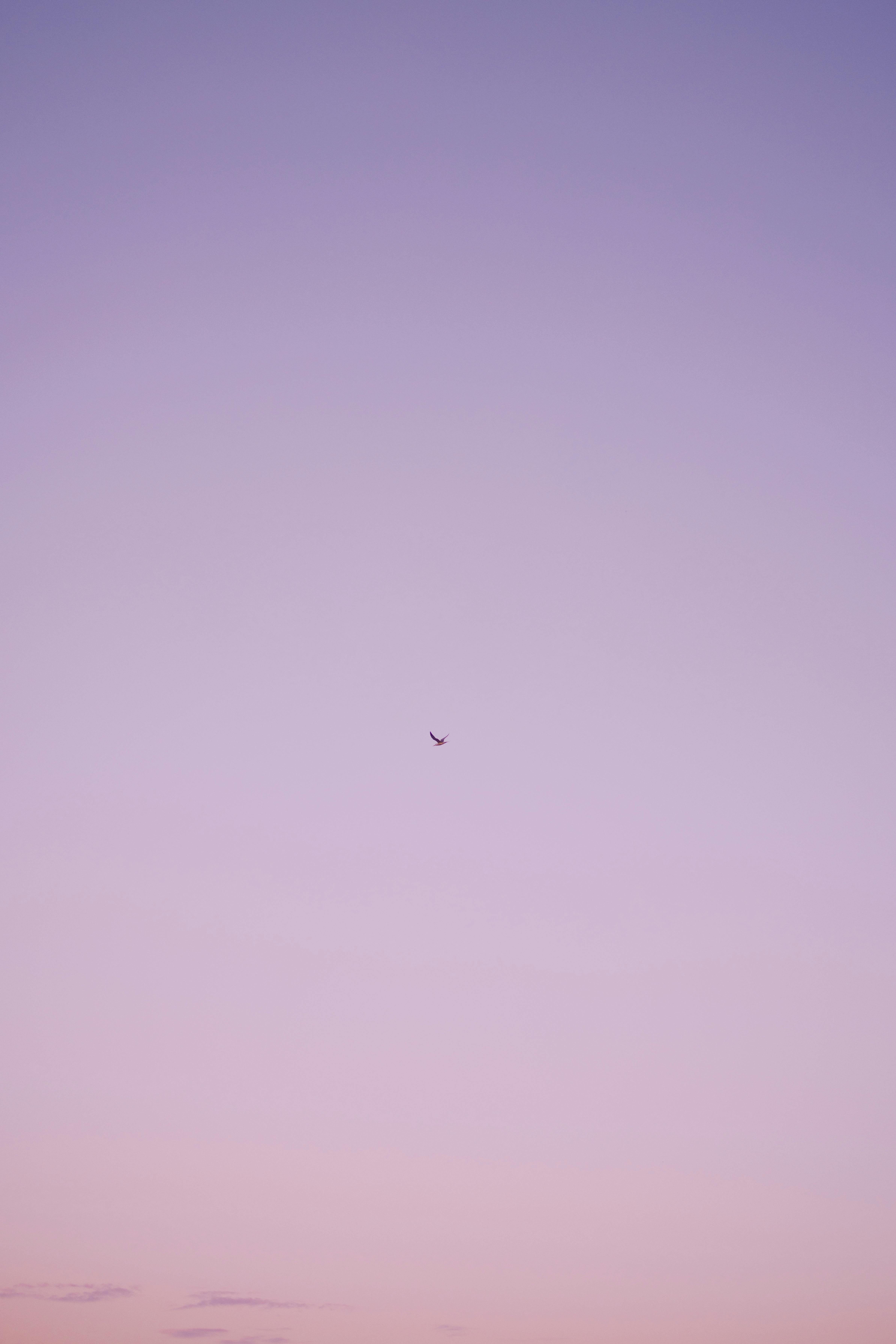 A solitary bird flies across a serene pastel sky at dusk, Currumbin, Australia.