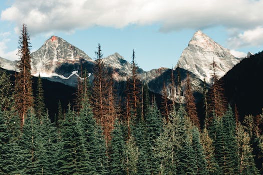 Vibrant view of a scenic mountain range surrounded by dense evergreen forest in Jasper, Alberta, Canada.
