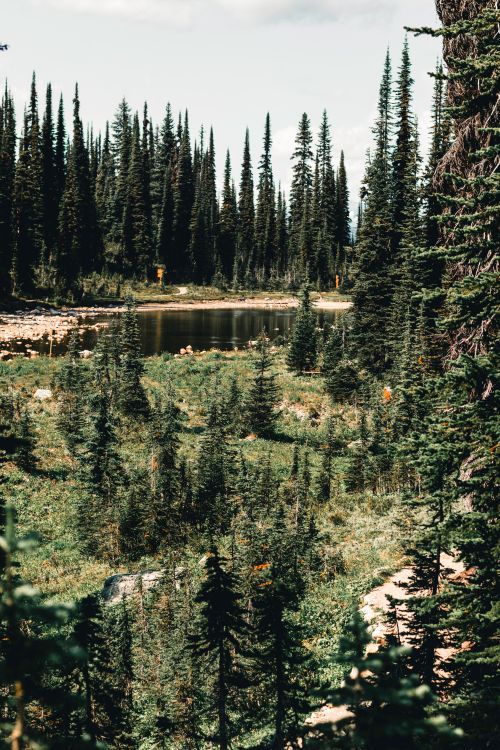 Free Towering conifers surround a tranquil lake in Jasper National Park, Alberta, Canada. Stock Photo