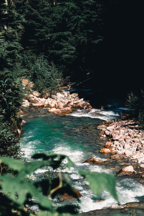 Free Tranquil river meandering through lush forest in Jasper National Park, capturing nature's untouched beauty. Stock Photo