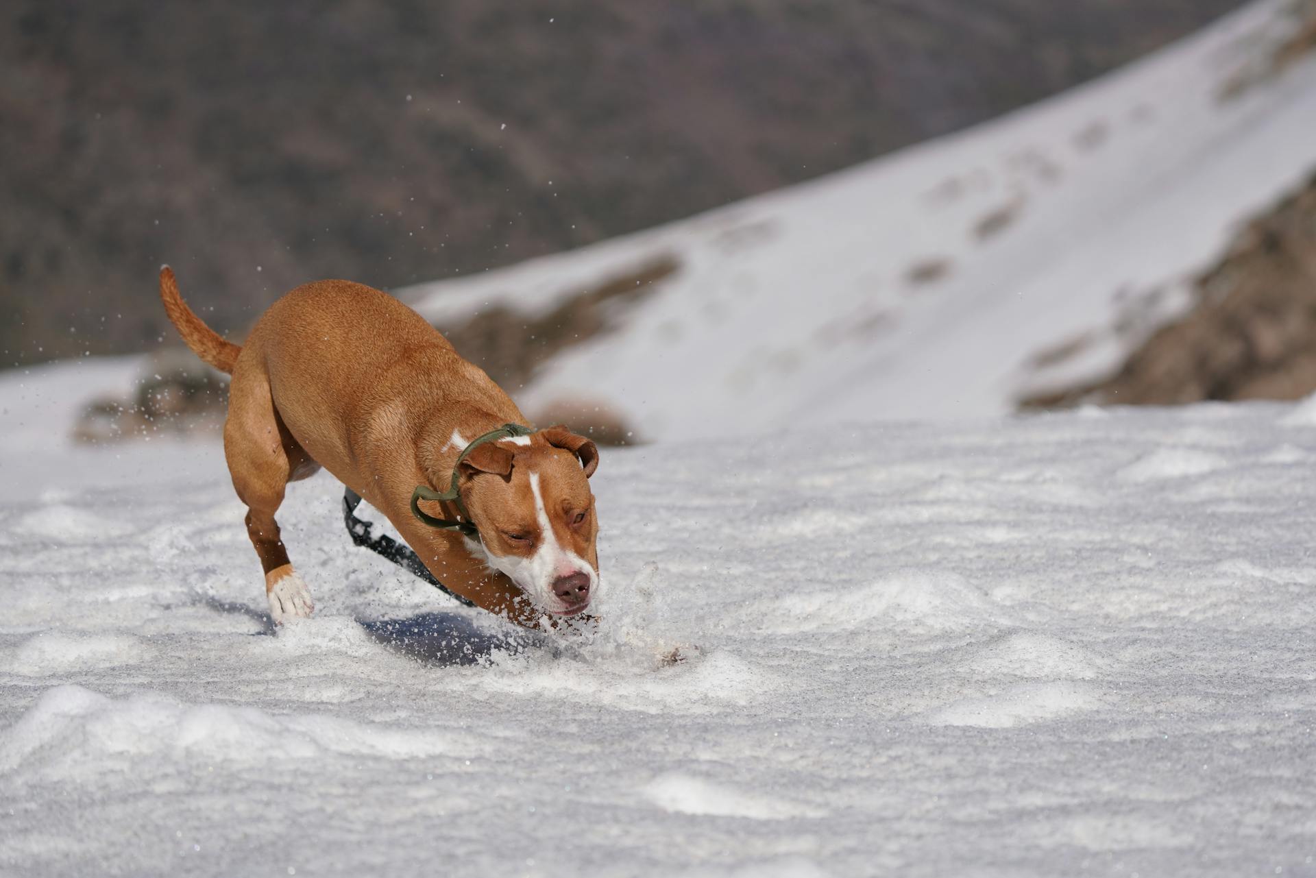 Energetic Pitbull Playing in the Snow