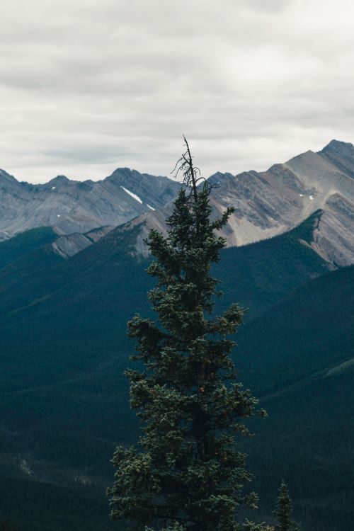 Free Captivating view of Banff mountains and a lone conifer under a cloudy sky. Stock Photo