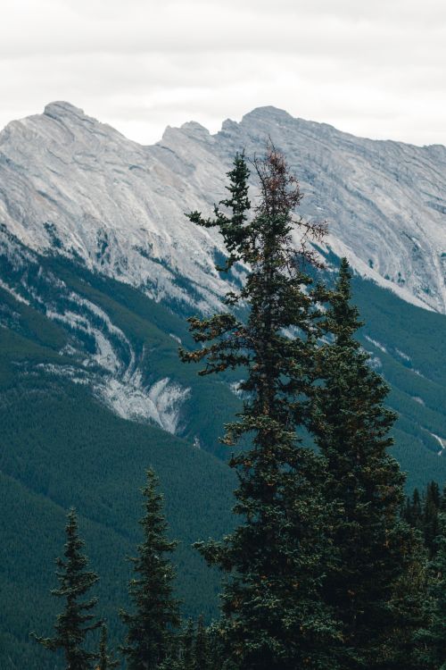 Free Scenic view of coniferous trees against rocky mountains in Banff, Alberta, Canada. Stock Photo