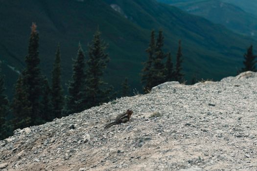 Squirrel on rocky terrain in Banff's mountainous wilderness.