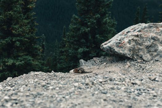 A chipmunk on rocky ground in a forested area of Banff National Park, Canada.