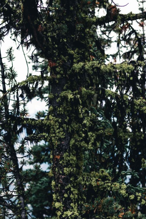Free A close-up view of a moss-covered coniferous tree in Banff National Park during winter. Stock Photo
