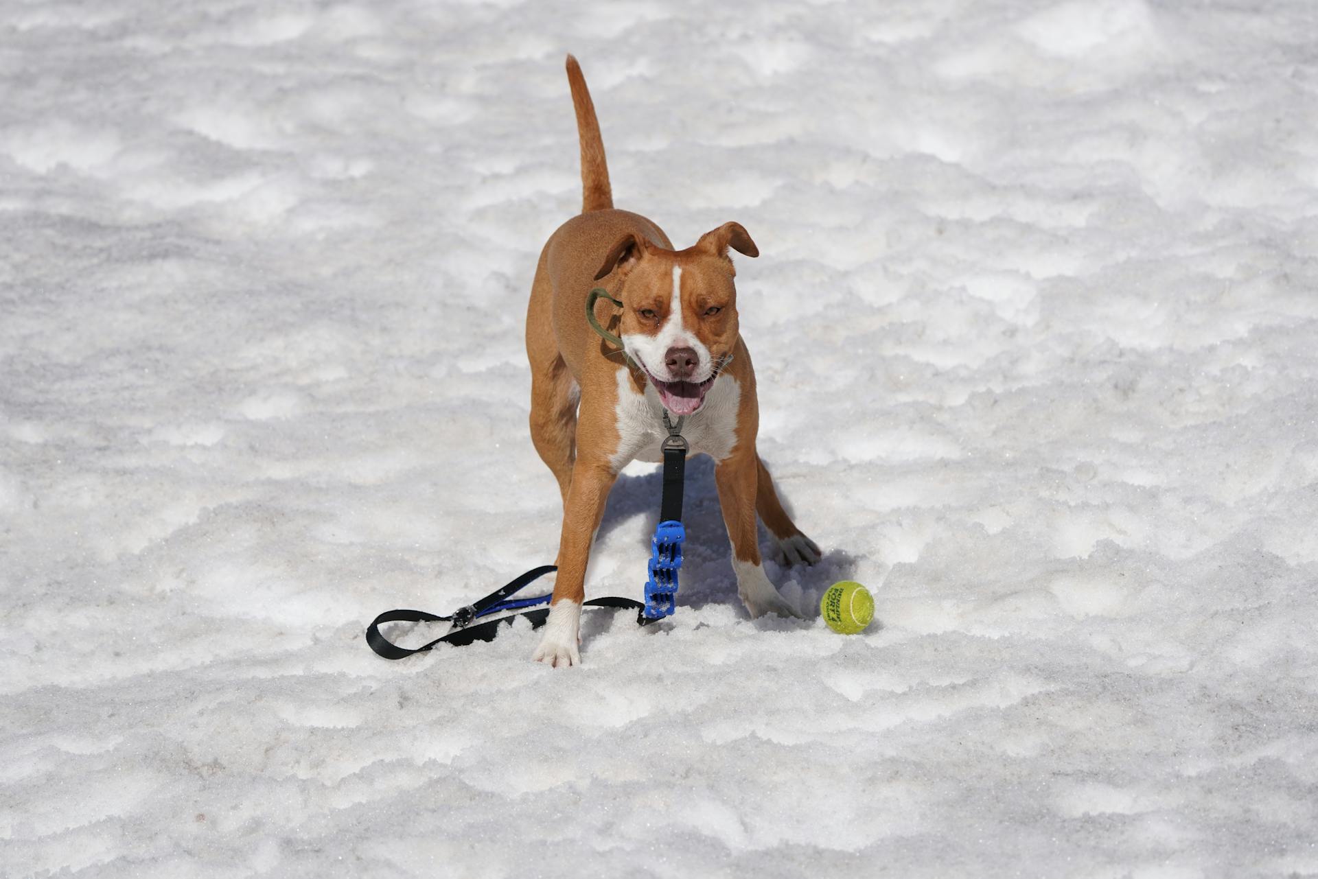 Pitbull spelar i snön med tennisboll