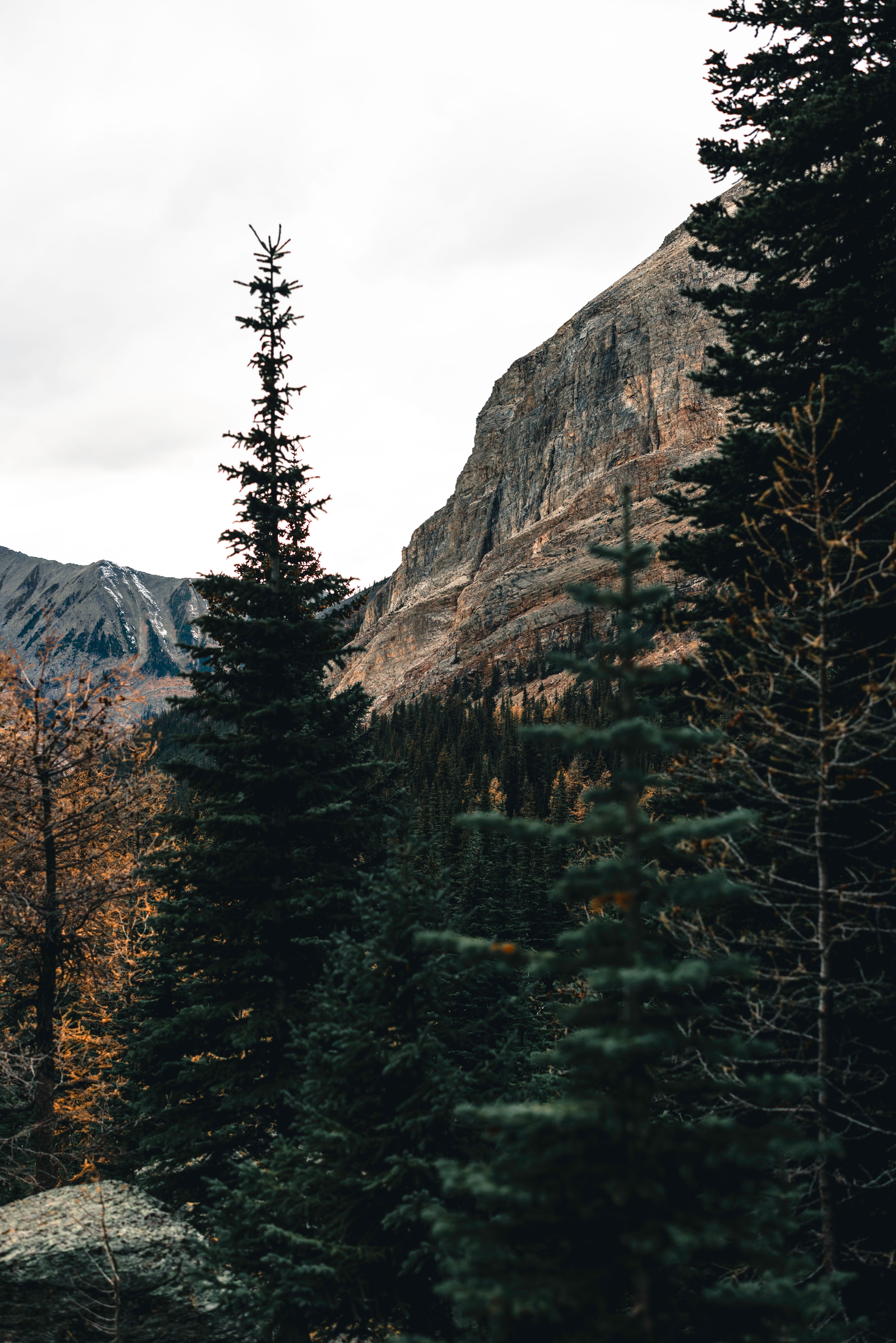 Coniferous Forest in Valley · Free Stock Photo