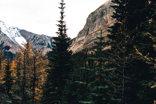 Explore the serene beauty of Gibsons forest with snow-capped mountains in British Columbia, Canada.
