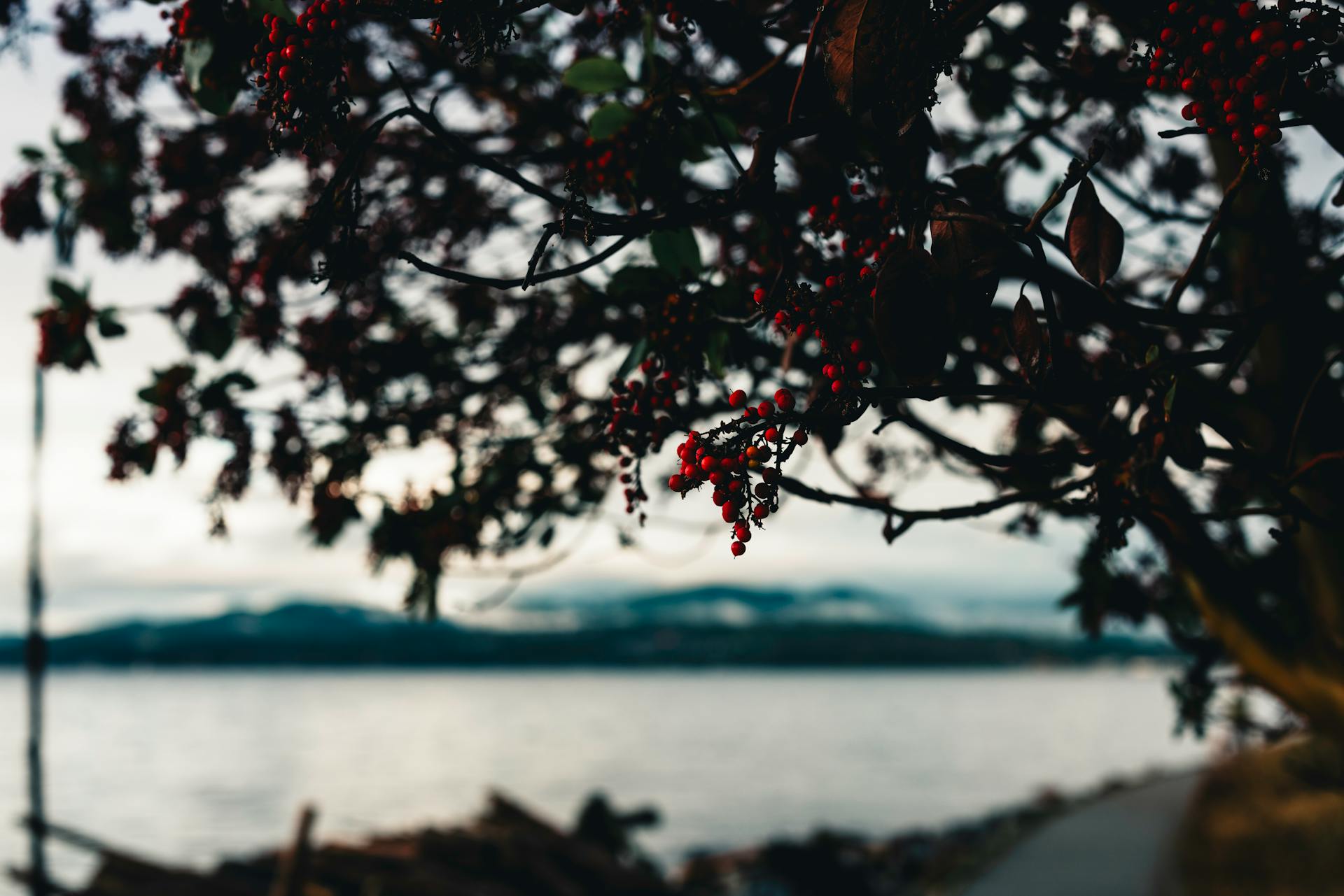 Red berries hanging on a tree branch with a scenic view of Gibsons waterfront in British Columbia.