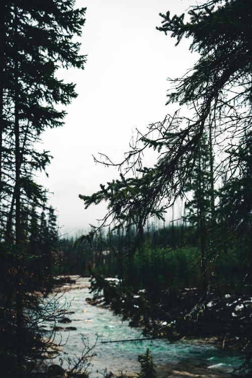 Free A serene view of a misty forest river surrounded by evergreens in Kootenay National Park, BC, Canada. Stock Photo