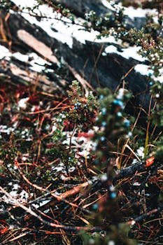Detailed view of snow-covered plants in a winter forest setting at Kootenay Crossing, BC.