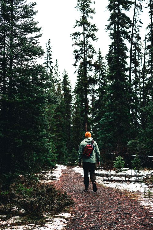 Free A lone hiker walks through a snowy forest trail in Kootenay Crossing, BC, Canada. Stock Photo