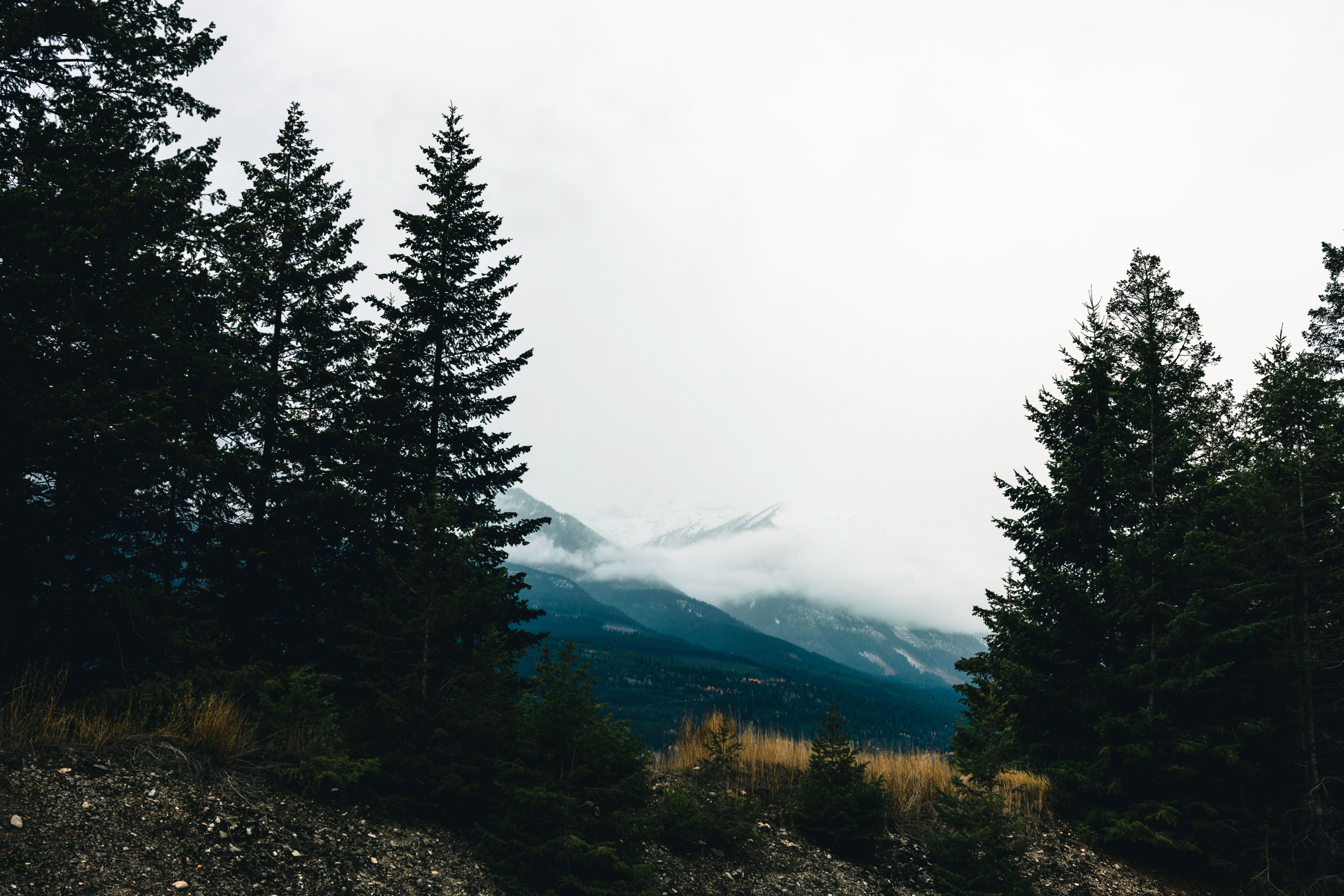 Explore a serene misty mountain landscape with conifer trees in Kootenay Crossing, BC, Canada.