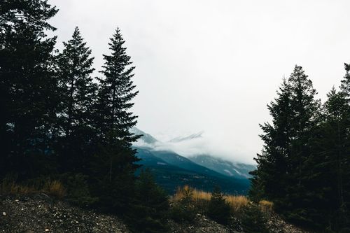Free Explore a serene misty mountain landscape with conifer trees in Kootenay Crossing, BC, Canada. Stock Photo