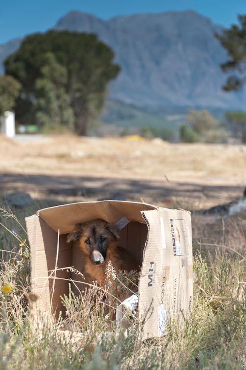 Chiot Brun à Poil Court