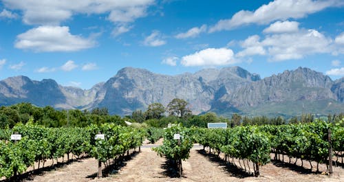 Vineyard Across Mountains