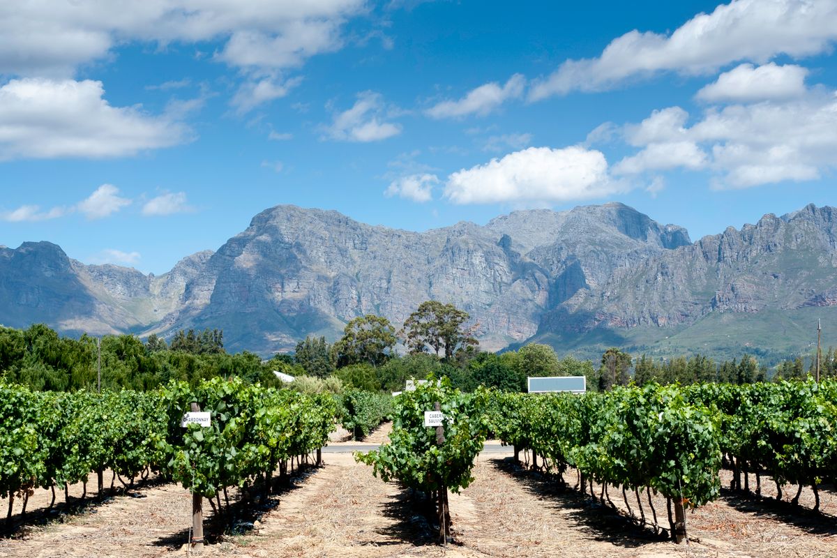 Viñedos de altura entre montañas