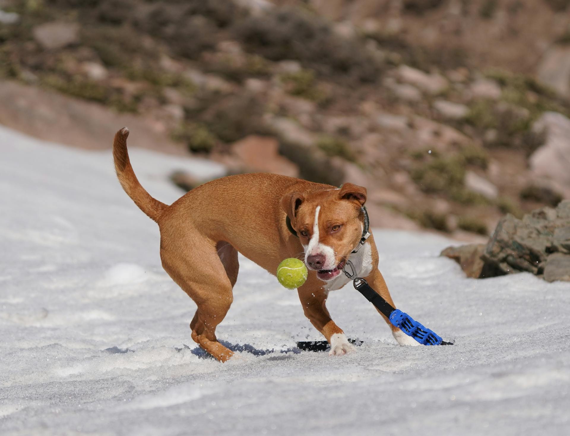 Pitbull spelar i snön med tennisboll