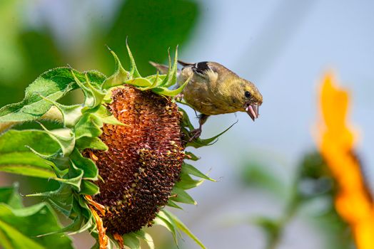 American Goldfinch on Sunflower