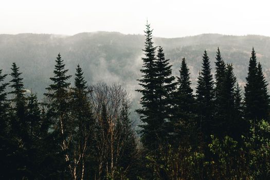 Serene misty forest with coniferous trees in Jasper, Alberta, Canada.