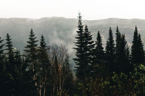 Free Serene misty forest with coniferous trees in Jasper, Alberta, Canada. Stock Photo