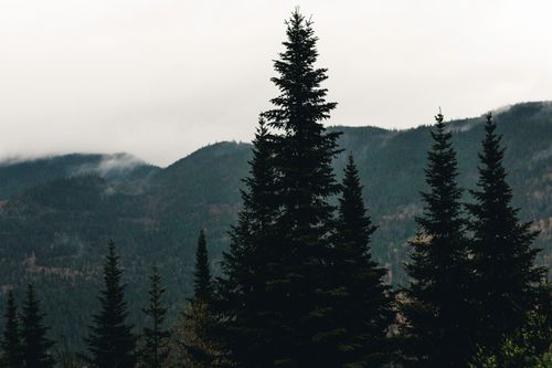Free Dramatic view of conifer trees against misty mountains in Jasper, Alberta. Stock Photo