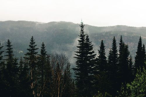 Free A mystical forest view in Jasper National Park with fog enveloping coniferous trees and mountains. Stock Photo