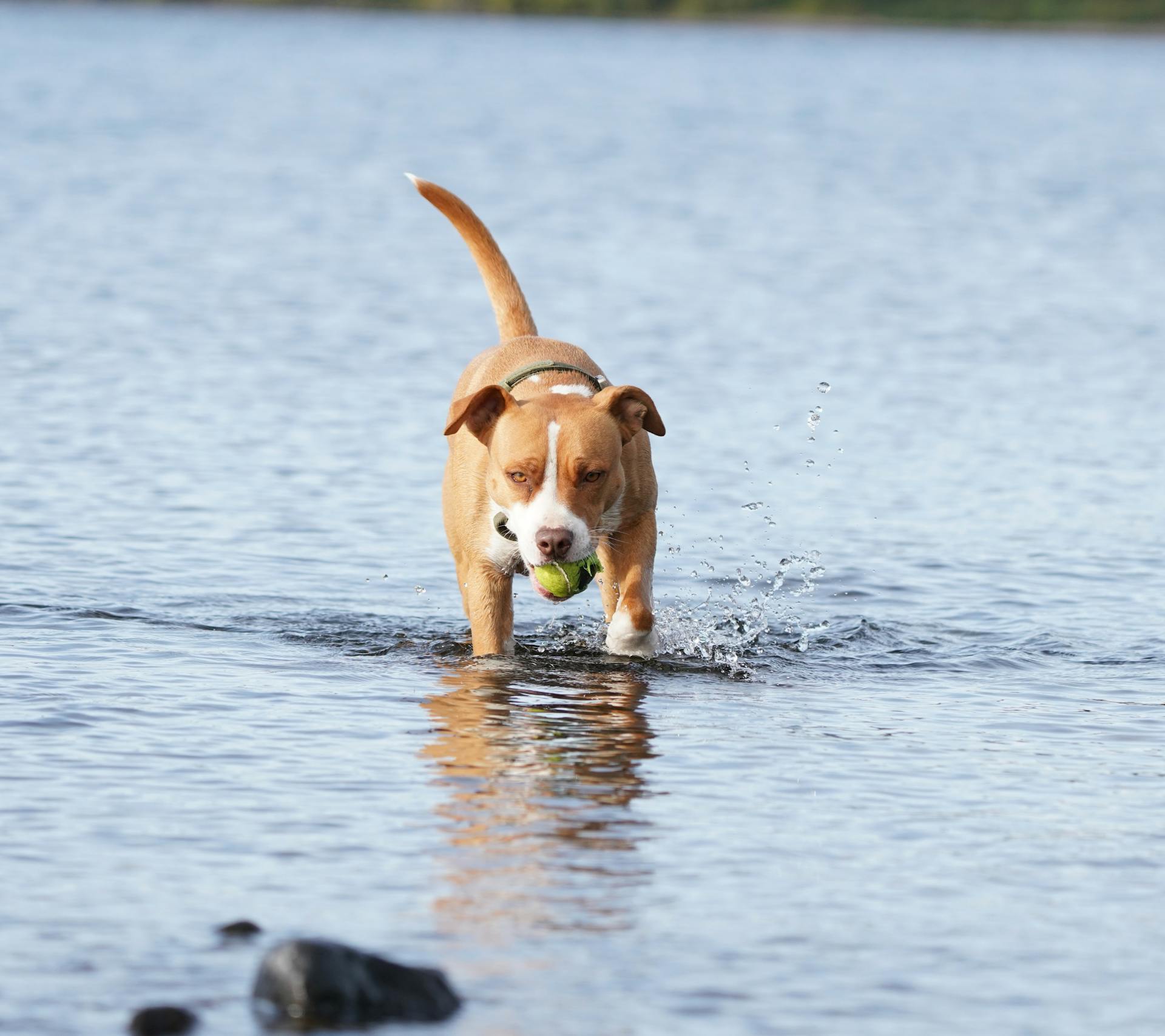 Un pitbull joueur récupère une balle dans l'eau