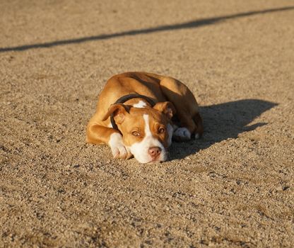 Adorable Pitbull puppy lying on sandy ground in warm sunlight, exuding calmness and charm.