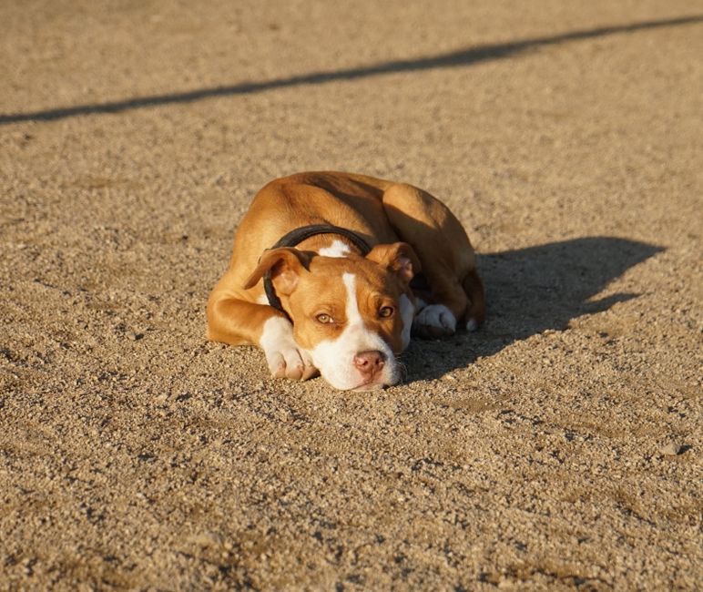 Adorable Pitbull puppy lying on sandy ground in warm sunlight, exuding calmness and charm.