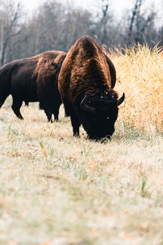 Majestic bison grazing in a grassland during fall in Alberta, Canada, showcasing nature's beauty.