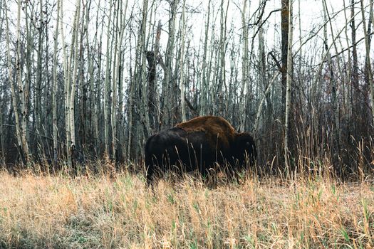An American Bison stands in a winter forest near Edmonton, Alberta, captured in natural habitat.