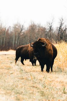 Two bison roam in an open field near Edmonton, showcasing the serene wilderness.