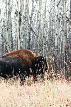 Explore the serene beauty of a bison in an autumn forest in Edmonton, Canada.