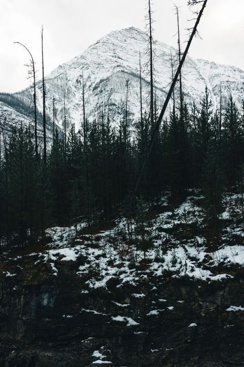 Free Dramatic snowy peak with dense conifer forest in Glacier, BC, Canada. Stock Photo