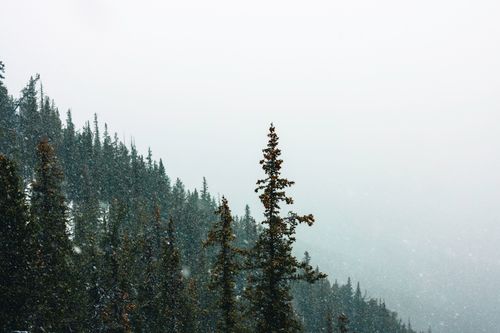 Free Scenic view of snow-covered evergreen trees in Glacier, BC with misty winter atmosphere. Stock Photo