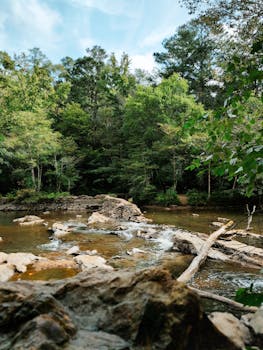 Serene river flowing through a lush forest with rocks and trees surrounding the water.