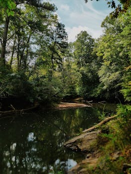 Tranquil river scene surrounded by dense, green forest creating a peaceful atmosphere.
